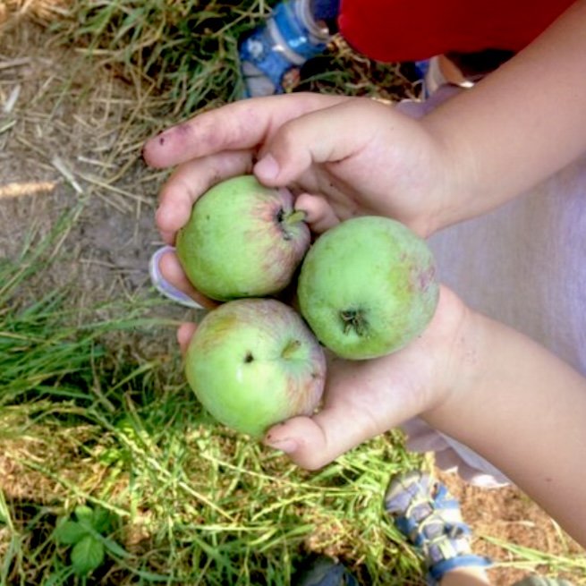 Gardening and harvesting fruit at Tryon Life Community, at our outdoor forest nature preschool