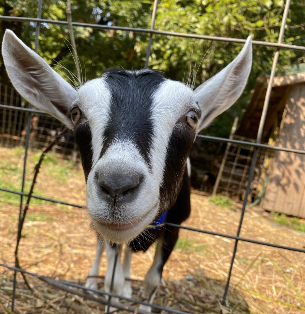 Baby Goat at Tryon Life Community Farm in our outdoor forest nature Waldorf preschool